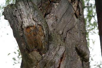 Yksityiskohta vanhasta puunrungosta, josta erottuu kaiverrettu vuosiluku. Kuva: Tapani Tuovinen