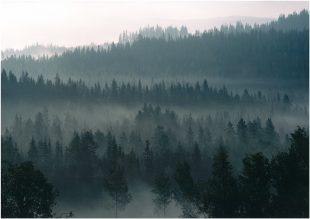 Kuvassa usvainen metsä