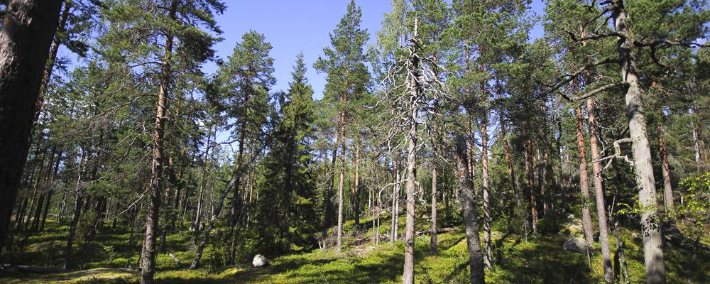 Kuivaa kesäistä kangasmetsää kuvattuna rinteen alaosasta ylöspäin. Taivas on sininen.